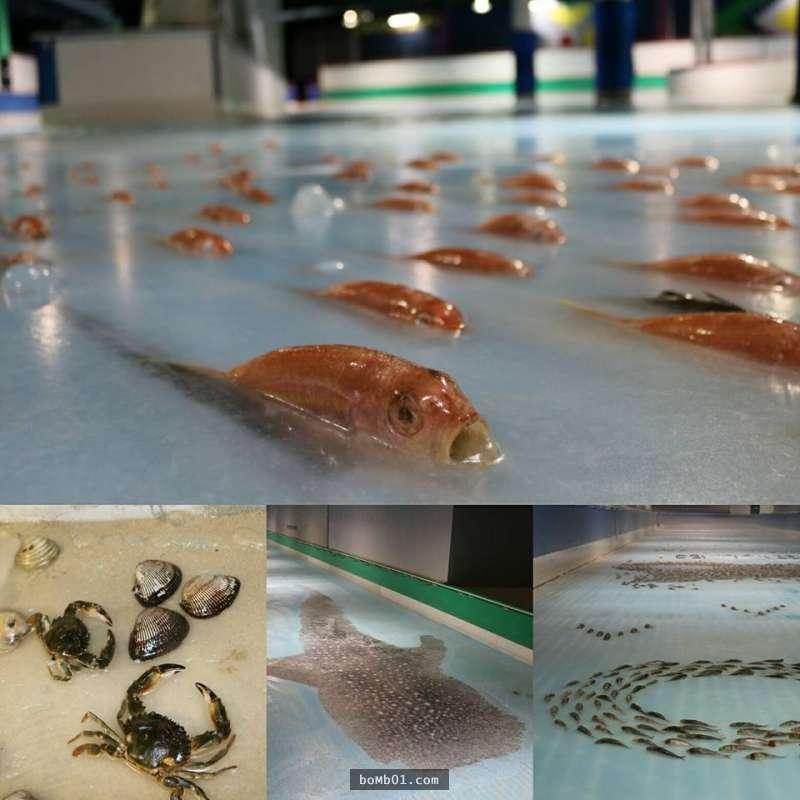 日本遊樂園埋「5000死魚」在溜冰場吸引顧客，網友一看到流血水的場面就傻眼說「會通過這企劃的人是白痴吧」！
