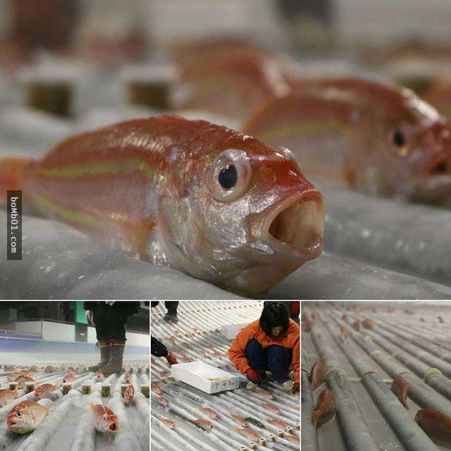 日本遊樂園埋「5000死魚」在溜冰場吸引顧客，網友一看到流血水的場面就傻眼說「會通過這企劃的人是白痴吧」！