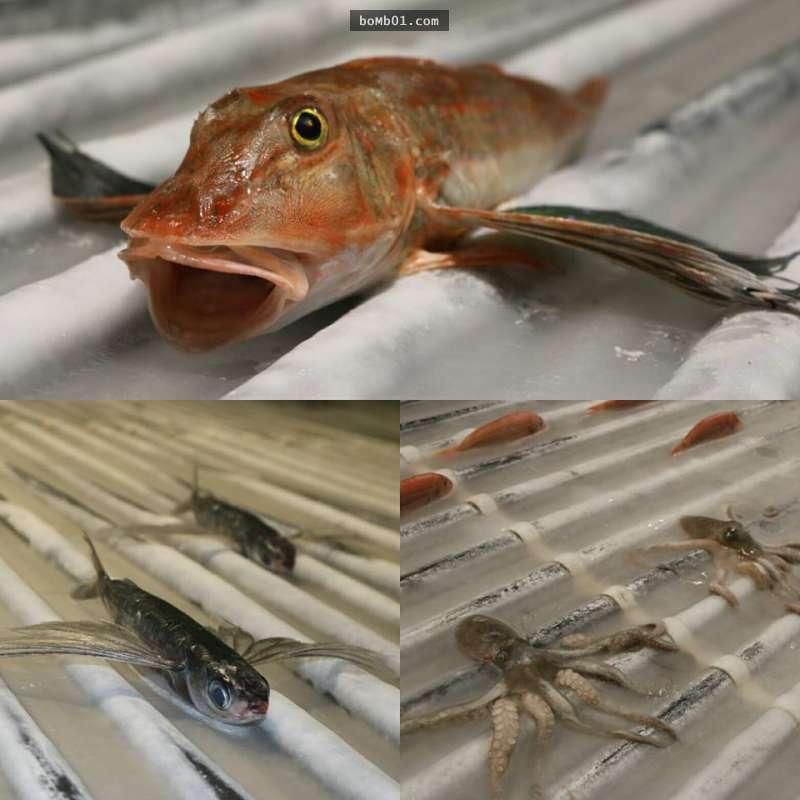 日本遊樂園埋「5000死魚」在溜冰場吸引顧客，網友一看到流血水的場面就傻眼說「會通過這企劃的人是白痴吧」！