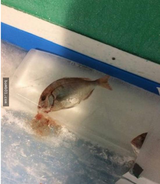 日本遊樂園埋「5000死魚」在溜冰場吸引顧客，網友一看到流血水的場面就傻眼說「會通過這企劃的人是白痴吧」！