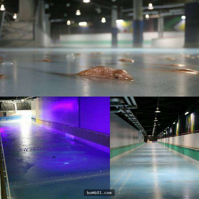 日本遊樂園埋「5000死魚」在溜冰場吸引顧客，網友一看到流血水的場面就傻眼說「會通過這企劃的人是白痴吧」！