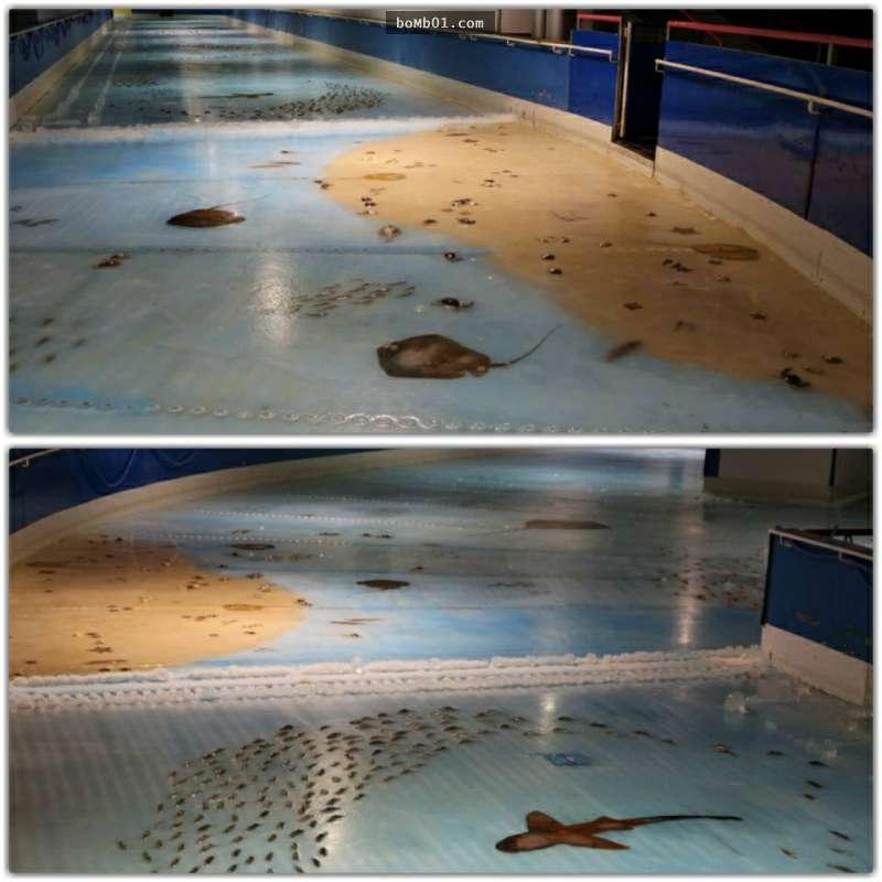 日本遊樂園埋「5000死魚」在溜冰場吸引顧客，網友一看到流血水的場面就傻眼說「會通過這企劃的人是白痴吧」！