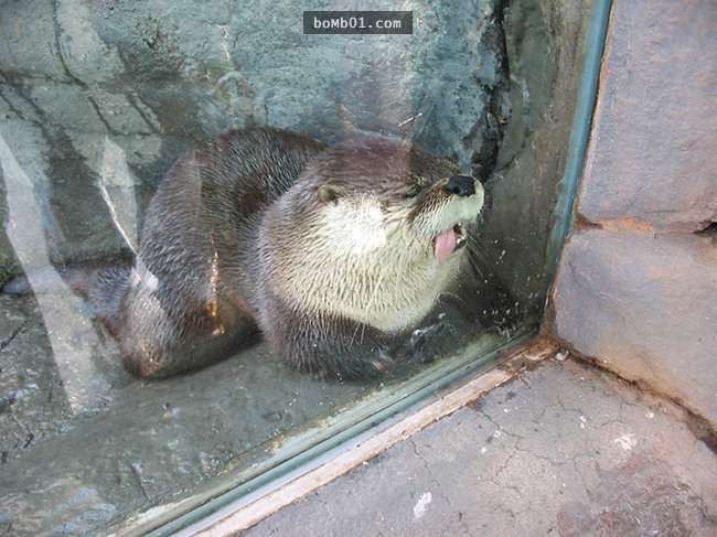 這17張照片是動物們在鏡頭下吃玻璃的模樣，它們難道不知道觀眾們已經笑到瘋了嗎？