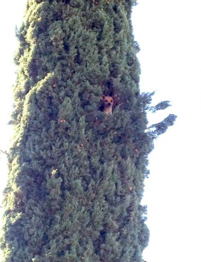 31張讓大家都很想問「我們的世界到底怎麼了」的超莫名其妙怪事！