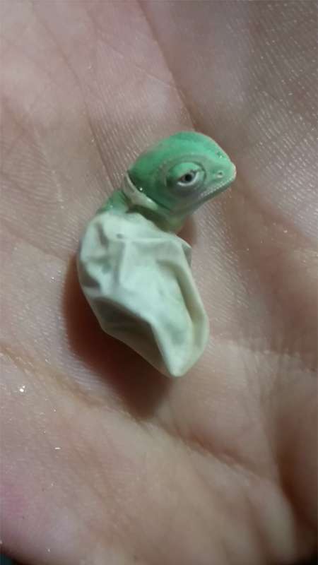 變色龍寶寶從蛋裡出生的神聖過程　變色時大家都讚嘆：大自然真的太奇妙 