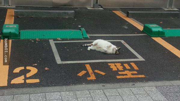14張圖片很好地說明了為甚麼人類會無法控制喵星人。 