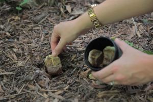 比殺蟲劑好用多了！泡過的「茶葉」或「茶包」不要扔了，把它放在這裡，老鼠、蟑螂、蚊子再也不來你家了！