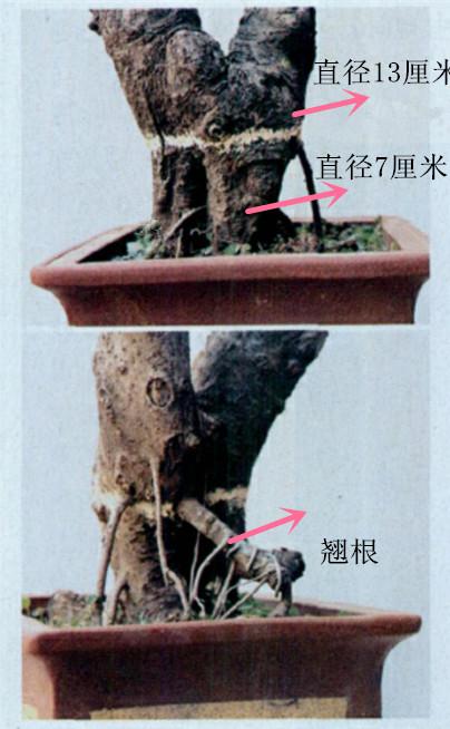 樹木高壓繁殖法在盆景造型中的另類應用