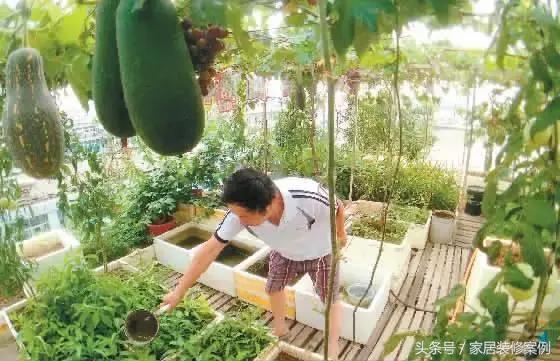 大叔、大媽在樓頂上種菜，一整年都吃不完還送人，買頂樓真好！