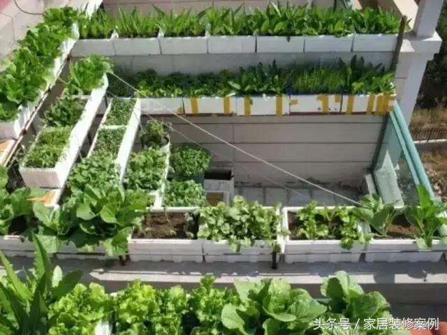 大叔、大媽在樓頂上種菜，一整年都吃不完還送人，買頂樓真好！
