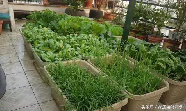 大叔、大媽在樓頂上種菜，一整年都吃不完還送人，買頂樓真好！