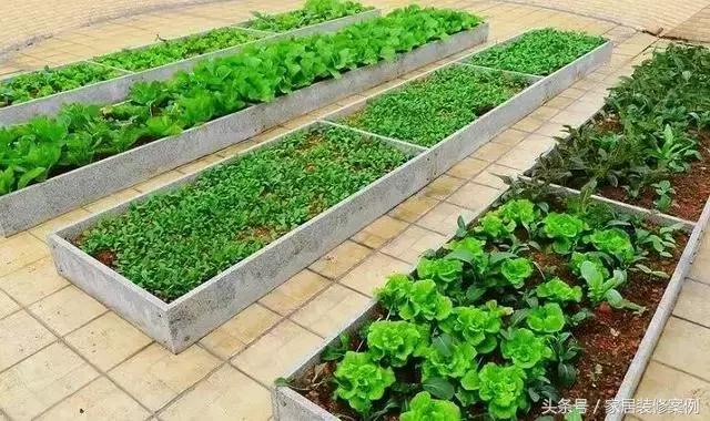 大叔、大媽在樓頂上種菜，一整年都吃不完還送人，買頂樓真好！