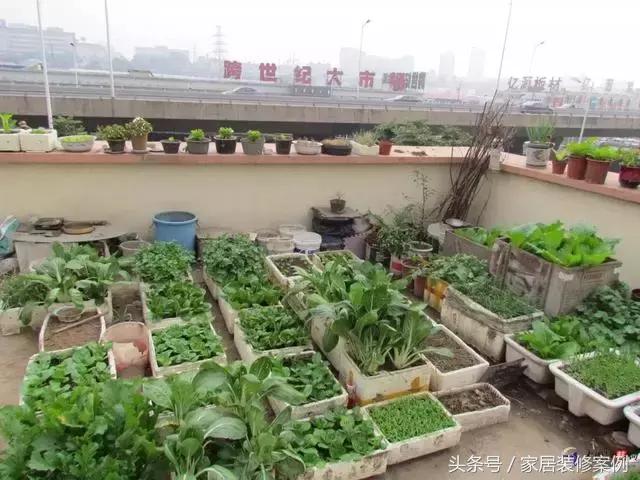 大叔、大媽在樓頂上種菜，一整年都吃不完還送人，買頂樓真好！