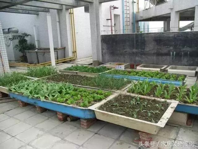 大叔、大媽在樓頂上種菜，一整年都吃不完還送人，買頂樓真好！