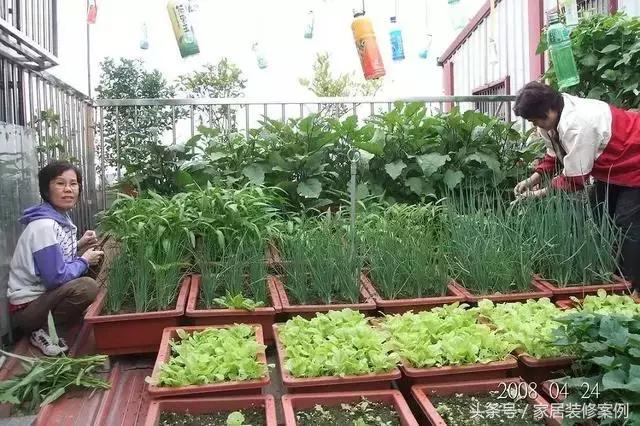 大叔、大媽在樓頂上種菜，一整年都吃不完還送人，買頂樓真好！