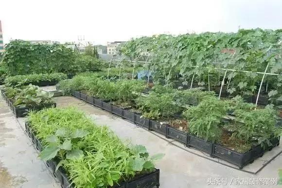 大叔、大媽在樓頂上種菜，一整年都吃不完還送人，買頂樓真好！
