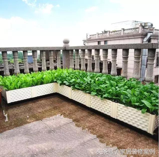 大叔、大媽在樓頂上種菜，一整年都吃不完還送人，買頂樓真好！