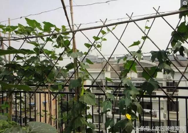 大叔、大媽在樓頂上種菜，一整年都吃不完還送人，買頂樓真好！