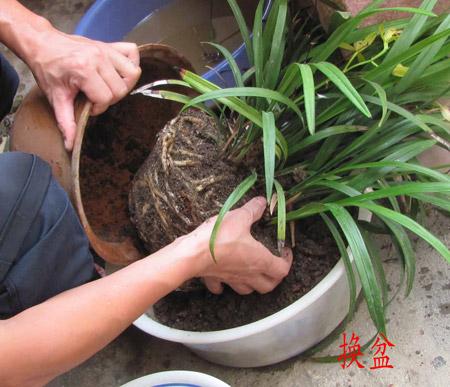 如何給花卉植物換盆？換盆方法與時間以及換盆的注意事項有哪些？