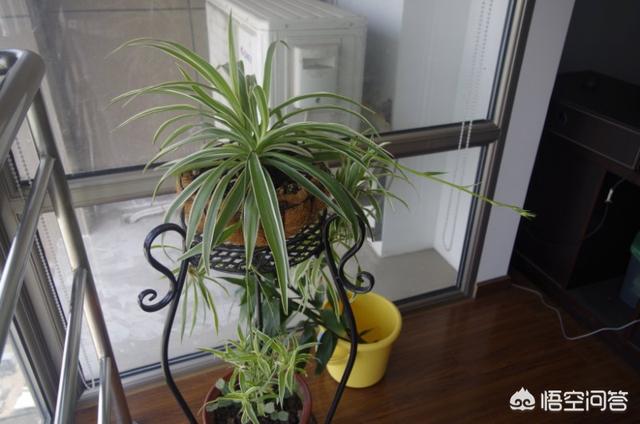 如何給花卉植物換盆？換盆方法與時間以及換盆的注意事項有哪些？