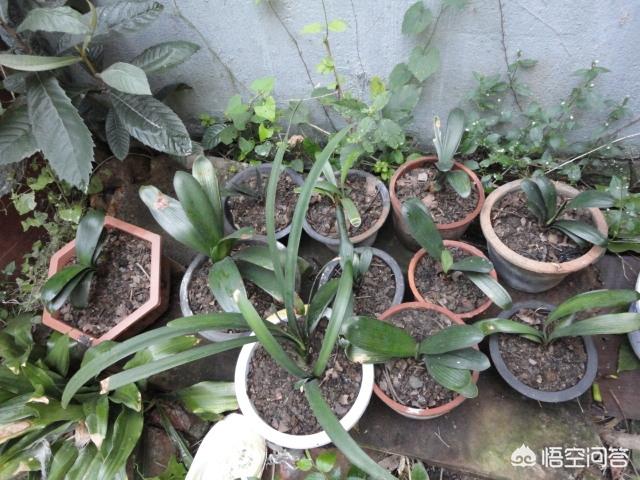 如何給花卉植物換盆？換盆方法與時間以及換盆的注意事項有哪些？