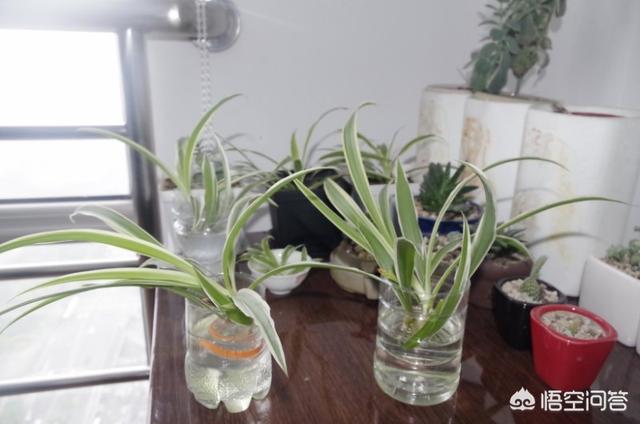 如何給花卉植物換盆？換盆方法與時間以及換盆的注意事項有哪些？