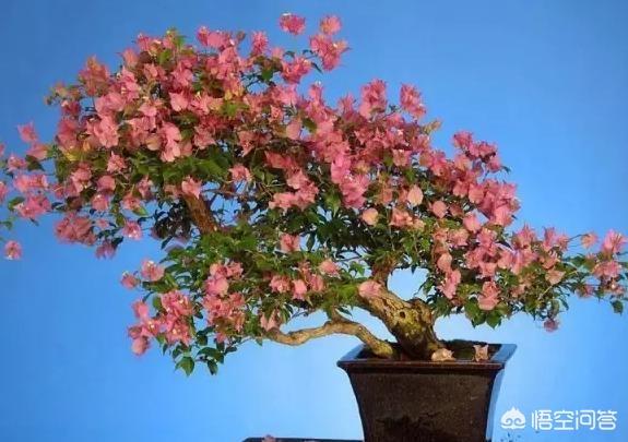 如何給花卉植物換盆？換盆方法與時間以及換盆的注意事項有哪些？