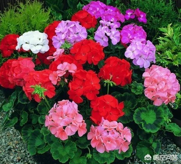 如何給花卉植物換盆？換盆方法與時間以及換盆的注意事項有哪些？