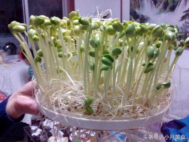 「豆芽菜」自己在家就能種，想吃隨手能抓一大把！ 