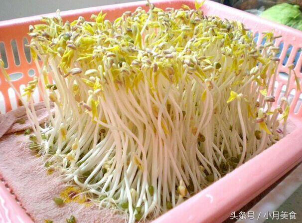 「豆芽菜」自己在家就能種，想吃隨手能抓一大把！ 