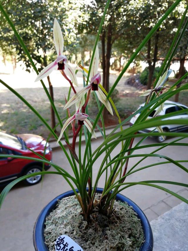 老爸用這土，加1料，蘭花猛爆芽，芽多又壯！