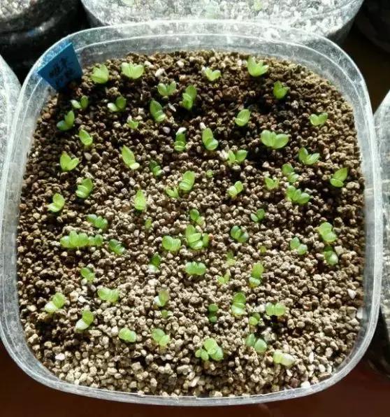 玉露學會這1招，1個月收穫50盆玉露，簡單易學，太水靈了！