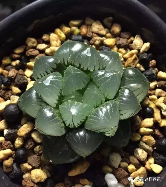 玉露學會這1招，1個月收穫50盆玉露，簡單易學，太水靈了！
