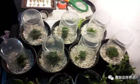 玉露學會這1招，1個月收穫50盆玉露，簡單易學，太水靈了！
