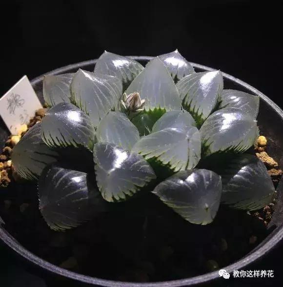 玉露學會這1招，1個月收穫50盆玉露，簡單易學，太水靈了！