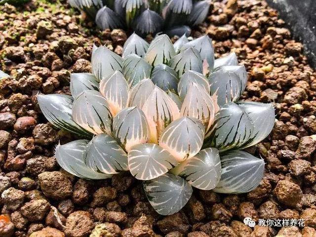玉露學會這1招，1個月收穫50盆玉露，簡單易學，太水靈了！