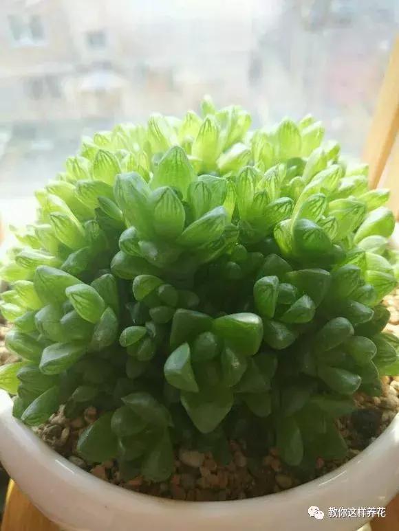 玉露學會這1招，1個月收穫50盆玉露，簡單易學，太水靈了！
