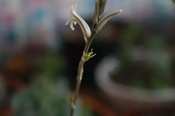 玉露學會這1招，1個月收穫50盆玉露，簡單易學，太水靈了！