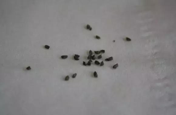 玉露學會這1招，1個月收穫50盆玉露，簡單易學，太水靈了！
