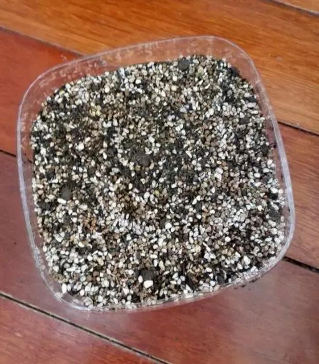 玉露學會這1招，1個月收穫50盆玉露，簡單易學，太水靈了！