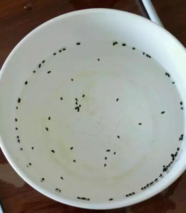 玉露學會這1招，1個月收穫50盆玉露，簡單易學，太水靈了！