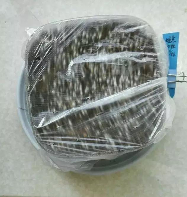 玉露學會這1招，1個月收穫50盆玉露，簡單易學，太水靈了！