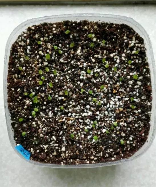 玉露學會這1招，1個月收穫50盆玉露，簡單易學，太水靈了！