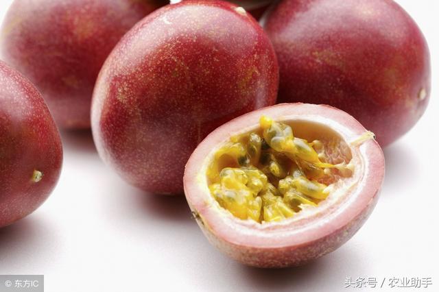 你的百香果為啥不結果？