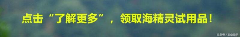 你的百香果為啥不結果？