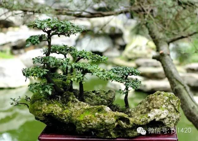 一匱功盈尺，三峰意出群 