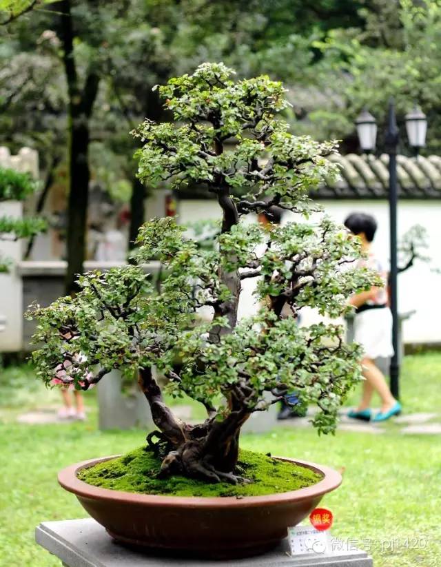 一匱功盈尺，三峰意出群 