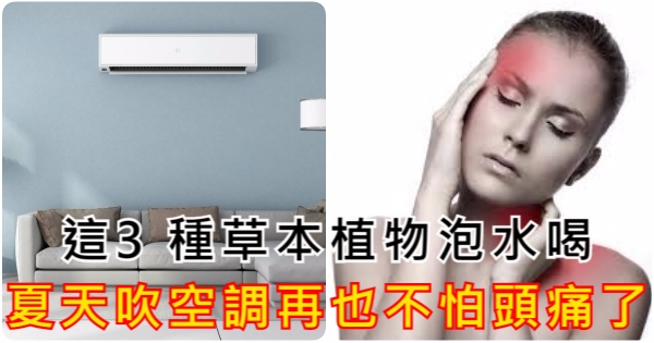 這3種草本植物泡水喝，夏天吹空調再也不怕頭痛了！ 
