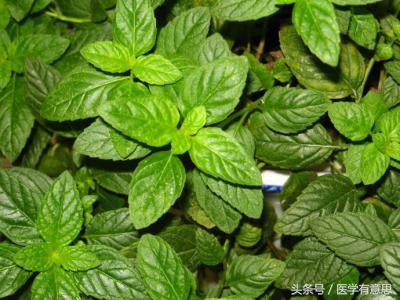 這3種草本植物泡水喝，夏天吹空調再也不怕頭痛了！ 