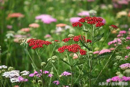 這3種草本植物泡水喝，夏天吹空調再也不怕頭痛了！ 